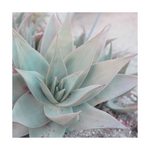 Pastel Agave