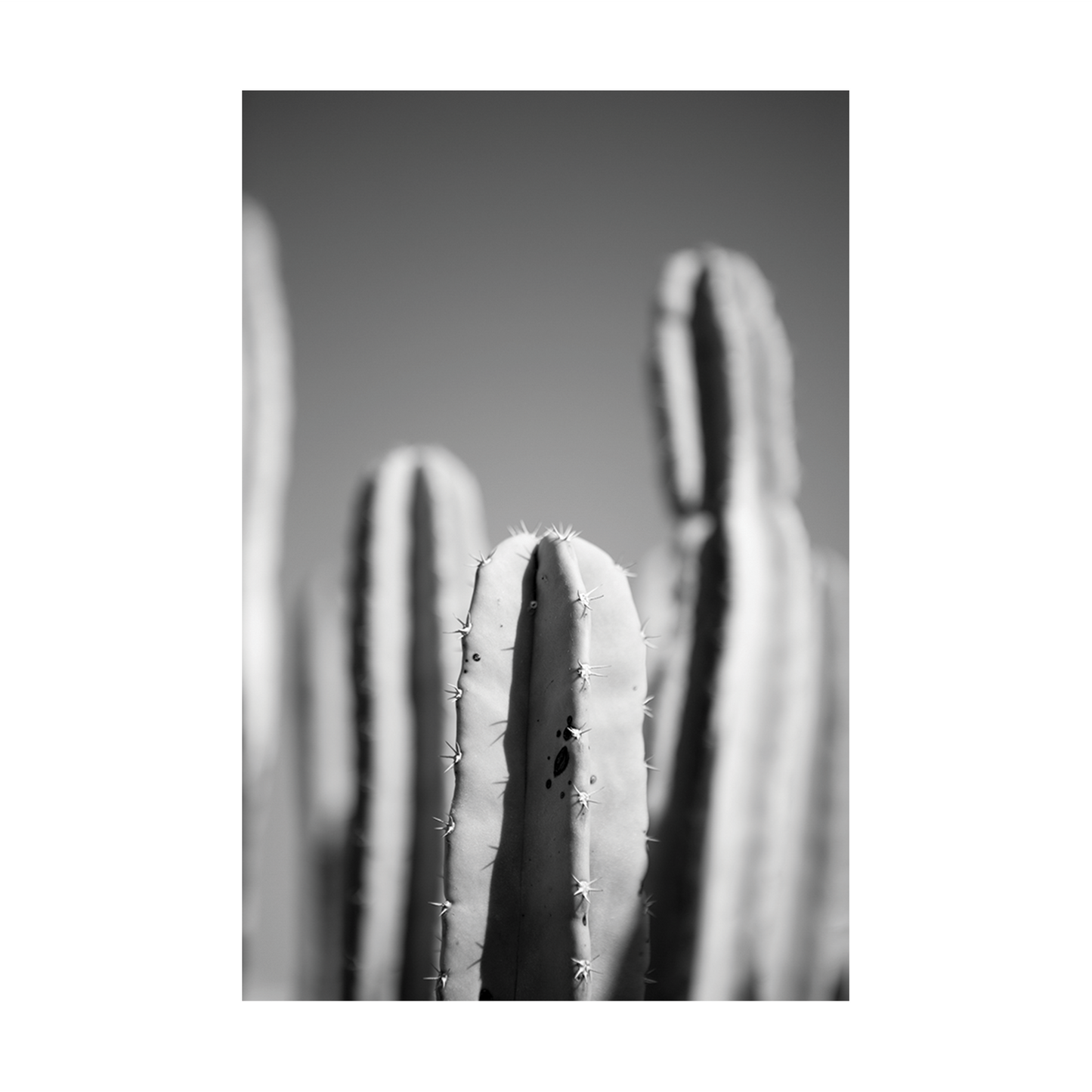 Cactus Memories